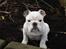 Engelsk bulldog Nala R.i.p D 22/7-2017 - sidder i blomsterbedet det må jeg ikke