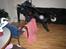 Flat coated retriever Charlie