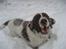 Engelsk springer spaniel Oscar  31.01.1999 - 08.02.2013 - 27. november 2010