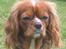Cavalier king charles spaniel Düchess  [Himmelhunden] - Så kan man da lige værdige kameraet et blik hehe