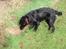 Flat coated retriever Fia (Kennelnavn Honey)  - uhh en mus?