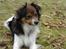 Papillon Blanding ¤¤Mons<3¤¤ - Nr.1~. Velkommen til min profil. Jeg hedder mons, jeg er 2 år. og bor i sønderjylland. Jeg er en blanding af papillon, shetland sheepdog og fox terrier. På billedet ligger jeg i et hul i sovaen