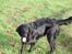 Flat coated retriever Fia (Kennelnavn Honey)  - Jaa lydig er Fia også selv om det er alt for spændende med alle duftene af forskellige dyr.