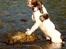 Engelsk springer spaniel Oscar  31.01.1999 - 08.02.2013