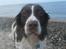 Engelsk springer spaniel Oscar  31.01.1999 - 08.02.2013 - 29. juni 2009