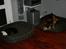 Schæferhund Odin R.I.P. - se vores nye hundekurve, ss jeg kan da vokse i den.