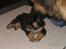 Schæferhund Odin R.I.P. - første aften ved mine nye ejer og møde med Thor