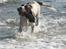 Engelsk springer spaniel Oscar  31.01.1999 - 08.02.2013 - Oscar leger med pind ved Ishøj strand 24. september 2008