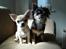 Chihuahua *Honey-Pie <3*