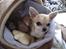 Chihuahua *Honey-Pie <3* - Et skridt nærmere........ Honey-pie ligger og passer på sin lillebror! =o)