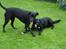 Labrador retriever Lucas - Jeg er en farlig hund !! <33 ( Lucas og en hund der hedder Laika, Lucas er den der viser tænder ) 