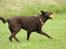 Australsk kelpie Born To Work Brown Bellis - Bellis juli 2007 - taget af Jesper Bønnelykke www.askely.dk