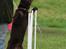 Australsk kelpie Born To Work Brown Bellis - 30.9.07 Bellis slalom - taget af Carina Enevoldsen www.aussies.dk