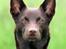 Australsk kelpie Born To Work Brown Bellis - Bellis 28.5.07 - taget af Carina Enevoldsen www.aussies.dk