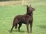 Australsk kelpie Born To Work Brown Bellis - 30.9.07 Bellis - taget af Carina Enevoldsen www.aussies.dk