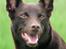 Australsk kelpie Andy (Born To Work Andy) - 28.5.2007 - Andy - taget af Carina Enevoldsen www.aussies.dk