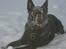 Australsk kelpie Andy (Born To Work Andy) - Snetur januar 2006 - Andy hygger sig ;-)