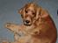 Cocker spaniel Sille - Halløj