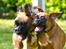 Boxer Chiffon