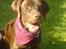 Labrador retriever Mads *død* - mads med charme klud på