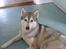 Siberian husky R.I.P Kimik´s Dinna