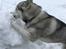 Siberian husky R.I.P Kimik´s Dinna - Nu spiser jeg altså den snebunke fra oven af 