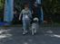 Siberian husky R.I.P Kimik´s Dinna - Barn hund konkurance med Marck 