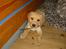 Labrador retriever felix