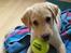 Labrador retriever felix