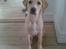 Labrador retriever felix