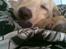 Labrador retriever felix