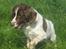 Engelsk springer spaniel Oscar  31.01.1999 - 08.02.2013 - 23. juni 2010