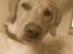 Labrador retriever felix