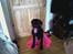 Blanding af racer lucky R.I.P<3 - mor´s hund <3