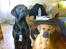 Blanding af racer lucky R.I.P<3 - lucky og sally<3