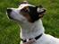 Jack russell terrier * Ellegårdens Jæger *  - *Velkommen til Jægers profil, håber i kan lide billederne *- og Jae, Jæger er hendes navn (-;