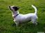 Jack russell terrier * Ellegårdens Jæger *  - Jæger-pigen <3 er hun ik skøn?