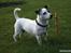 Jack russell terrier * Ellegårdens Jæger *  - verdens sødeste hund!<3