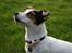 Jack russell terrier * Ellegårdens Jæger *  - <3 :) 