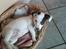 Jack russell terrier * Ellegårdens Jæger *  - Hehe, Jæger-pigen som hvalp <3