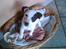 Jack russell terrier * Ellegårdens Jæger *  - <3 hey du?<3
