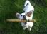 Jack russell terrier * Ellegårdens Jæger *  - se lige hvad jeg har fundet :)<3 tahá