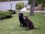 Labrador retriever Tarzan R.I.P. - Sidder sammen med min kæreste( Zira ).