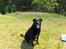 Labrador retriever Dixi