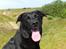Labrador retriever Dixi