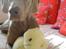 Weimaraner Bastian - den eneste bamse der har overlevet.. man har vel en favorit...