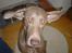 Weimaraner Bastian - i´m spinning... wooooooo...