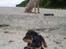 Weimaraner Bastian - Basse og vennen miniTyson