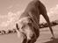 Weimaraner Bastian - er det her ikke bare livet...