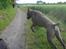 Weimaraner Bastian - 180 km i timen....